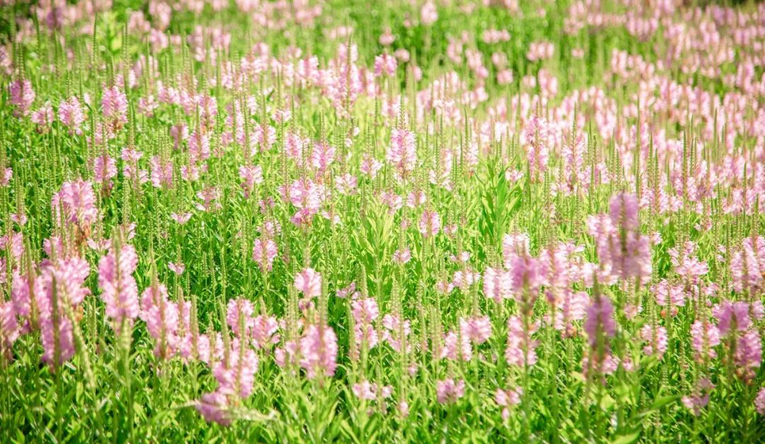 关于夏日荷花的诗句唯美,最美夏日诗词盘点