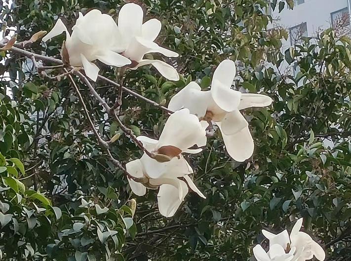 春到人间满眼绿的图片,春到园林万物生