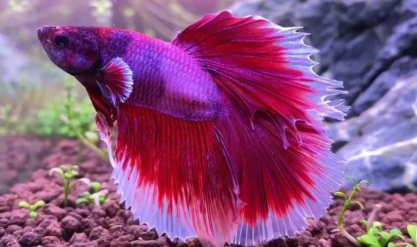 泰国斗鱼好养还是中国斗鱼好养,泰国斗鱼能和中国斗鱼养一起吗