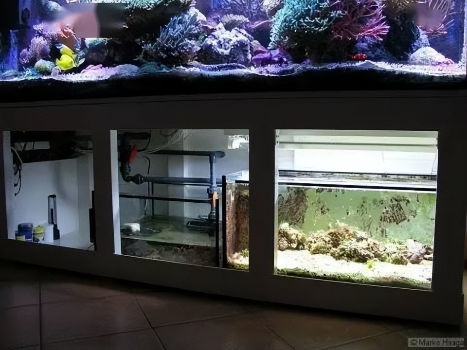 海水珊瑚缸鹦鹉螺,海水缸珊瑚视频大全