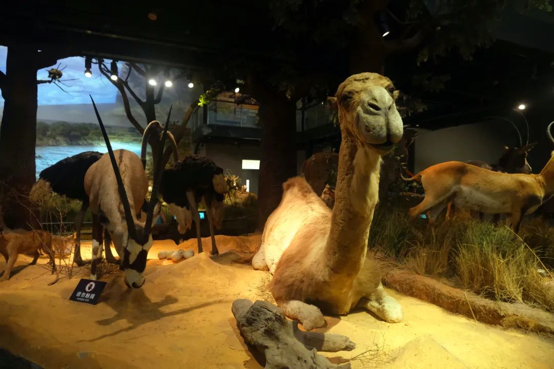 打卡山东博物馆和大明湖,山东博物馆打卡预约