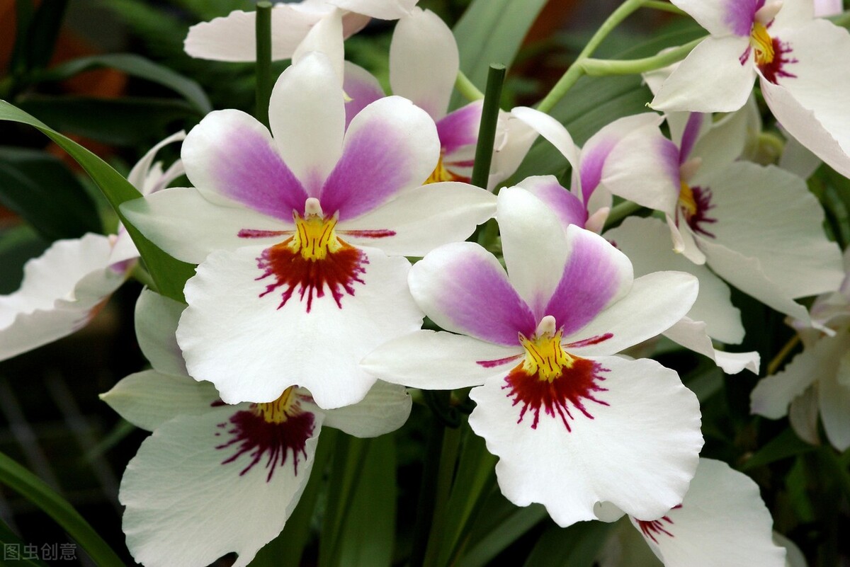 这些花，你说的出名字吗？她们在生活中有怎样的寓意？