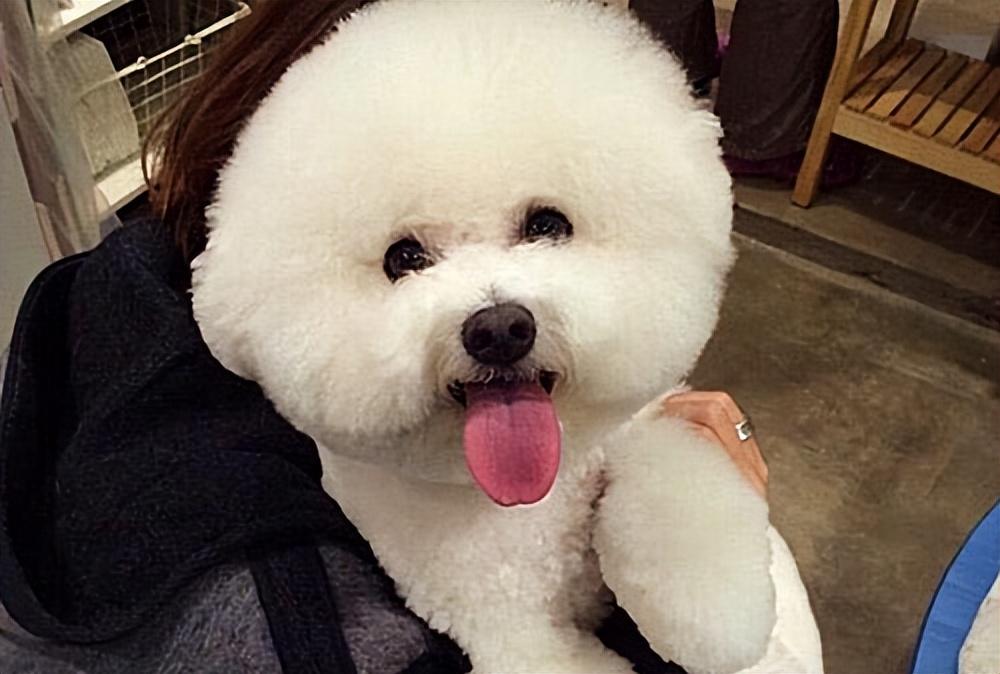 比熊犬泪痕处理方法,比熊犬泪痕特严重怎么办