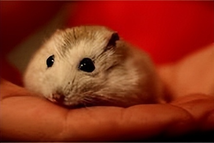 布丁鼠成长全过程,布丁鼠容易上手吗