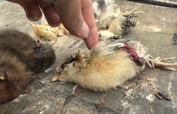 养鸡场数十只小鸡一夜被咬死，凶手竟是老鼠？普通耗子那么厉害？