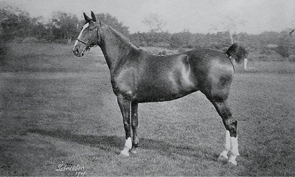 美国骑乘种马AmericanSaddlebred