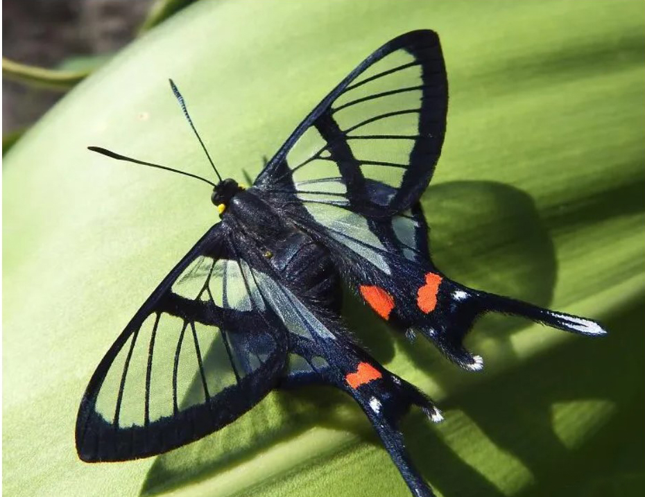 南美的什么地方秘鲁玻利维亚,南美玻利维亚介绍