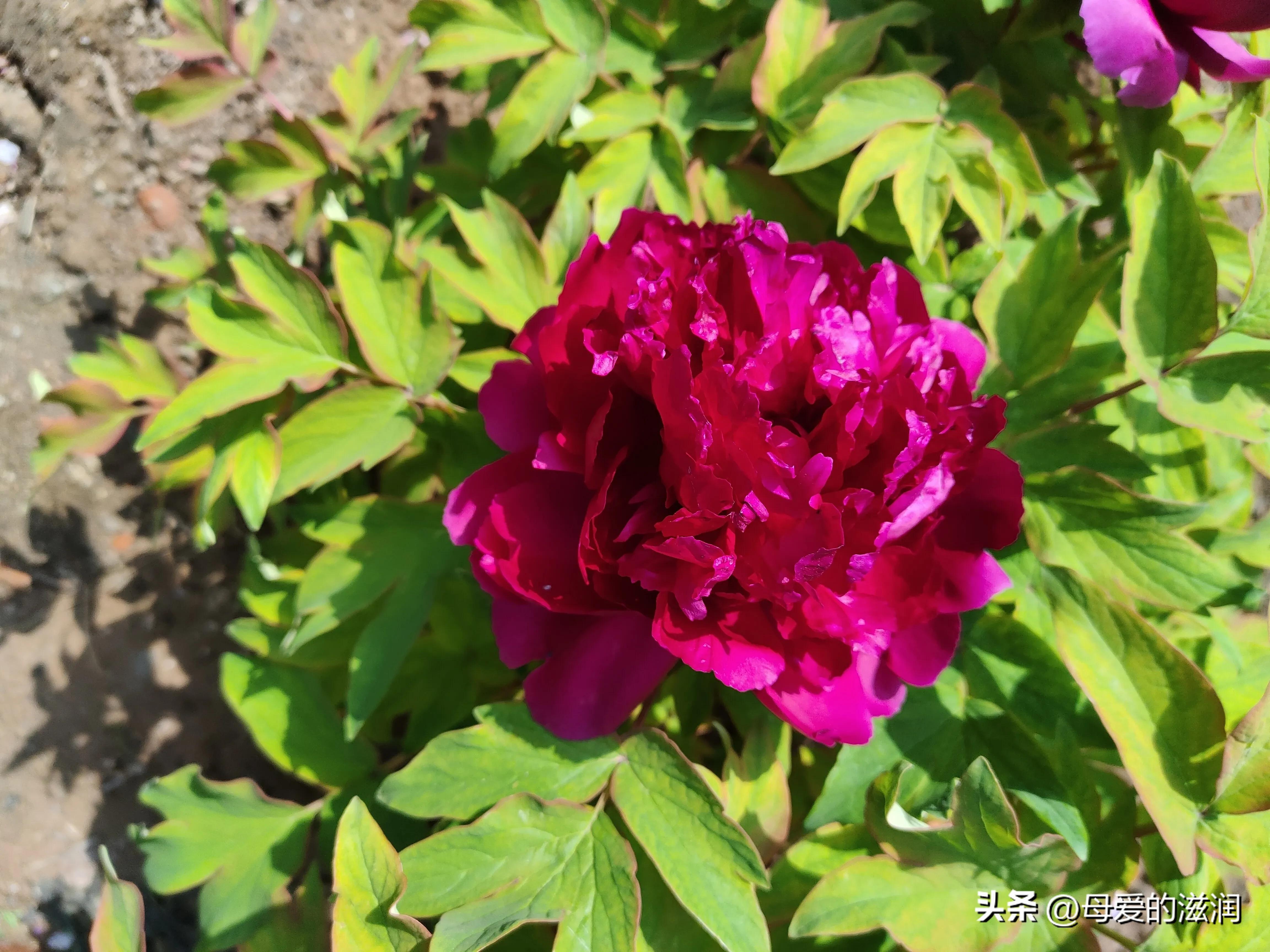 满月酒歌曲,满月酒的祝福语