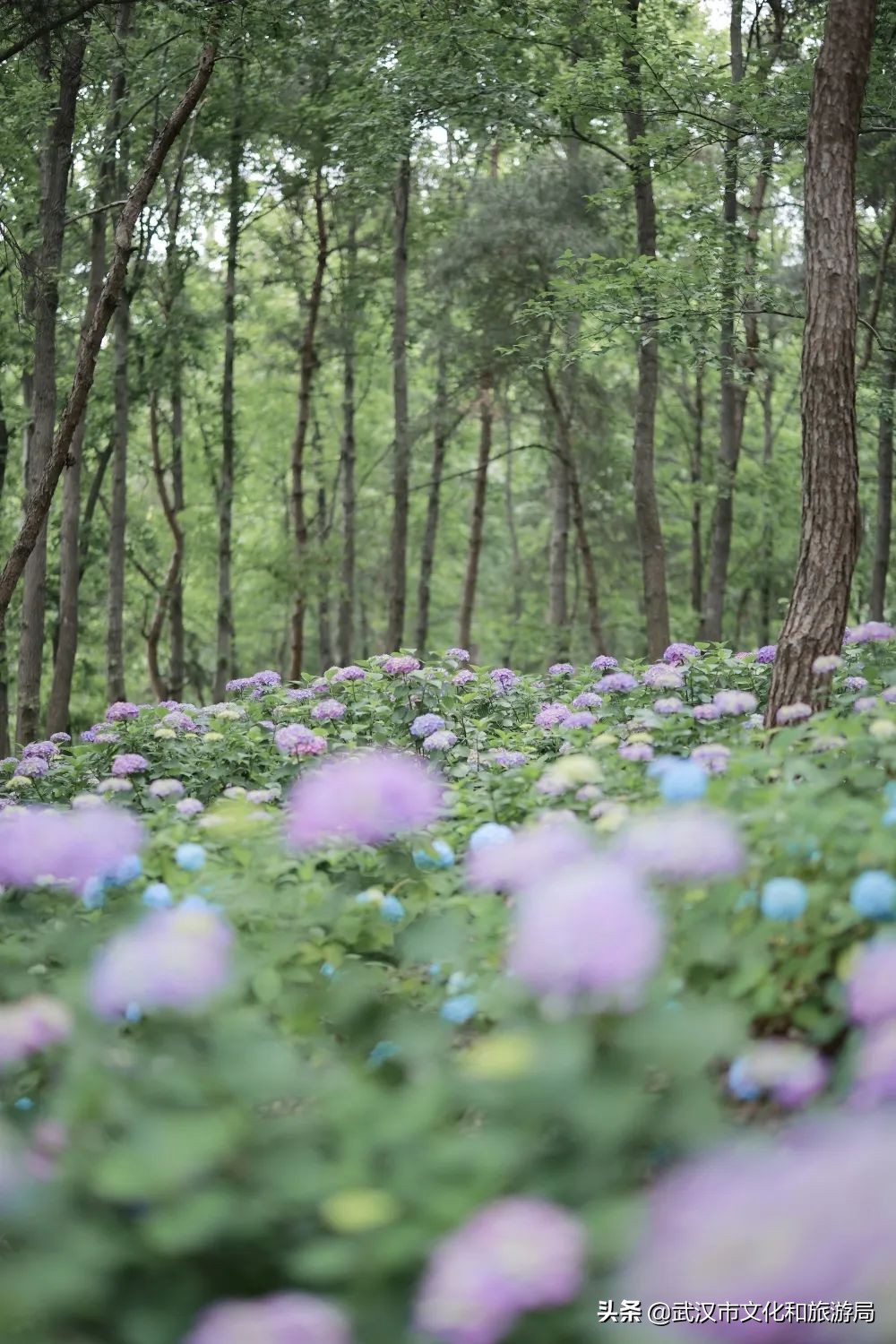 六一+端午的超级快乐将被这里承包，亲子水乐园+多彩绣球花，免费畅玩打卡，游玩攻略请查收