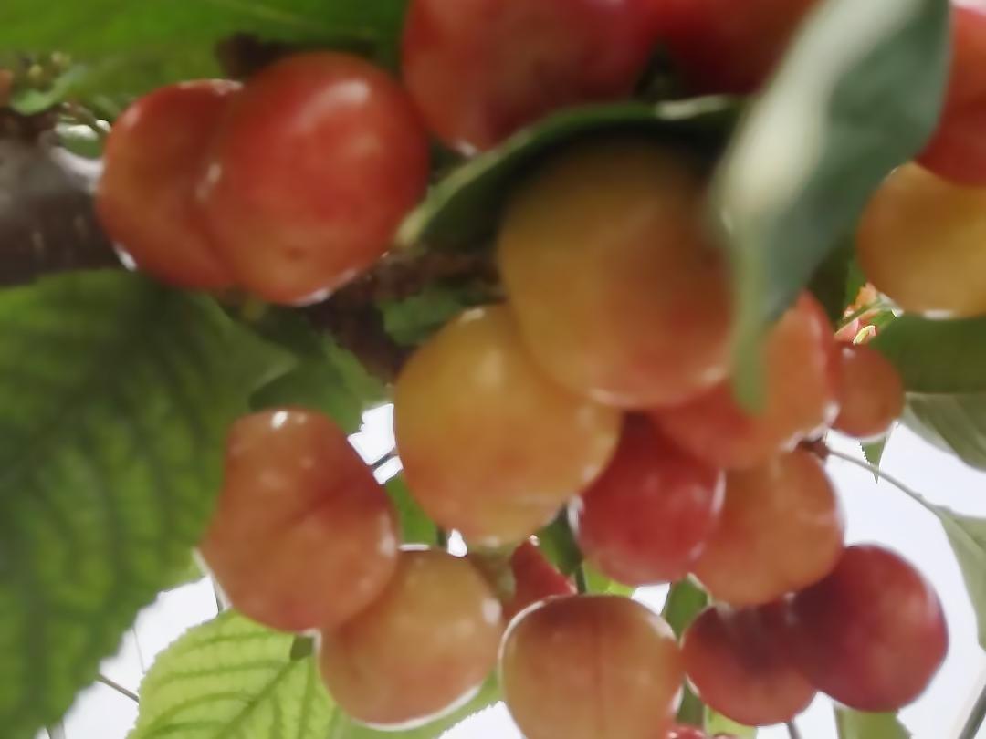 顺义喜邦樱桃采摘园,顺义千亩樱桃采摘园视频