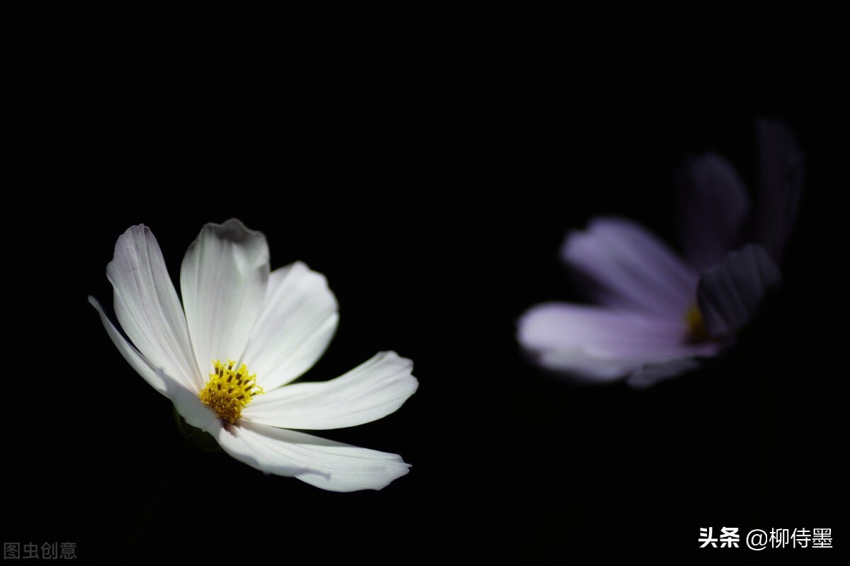 花朵唯美拍照,花朵如何拍摄唯美
