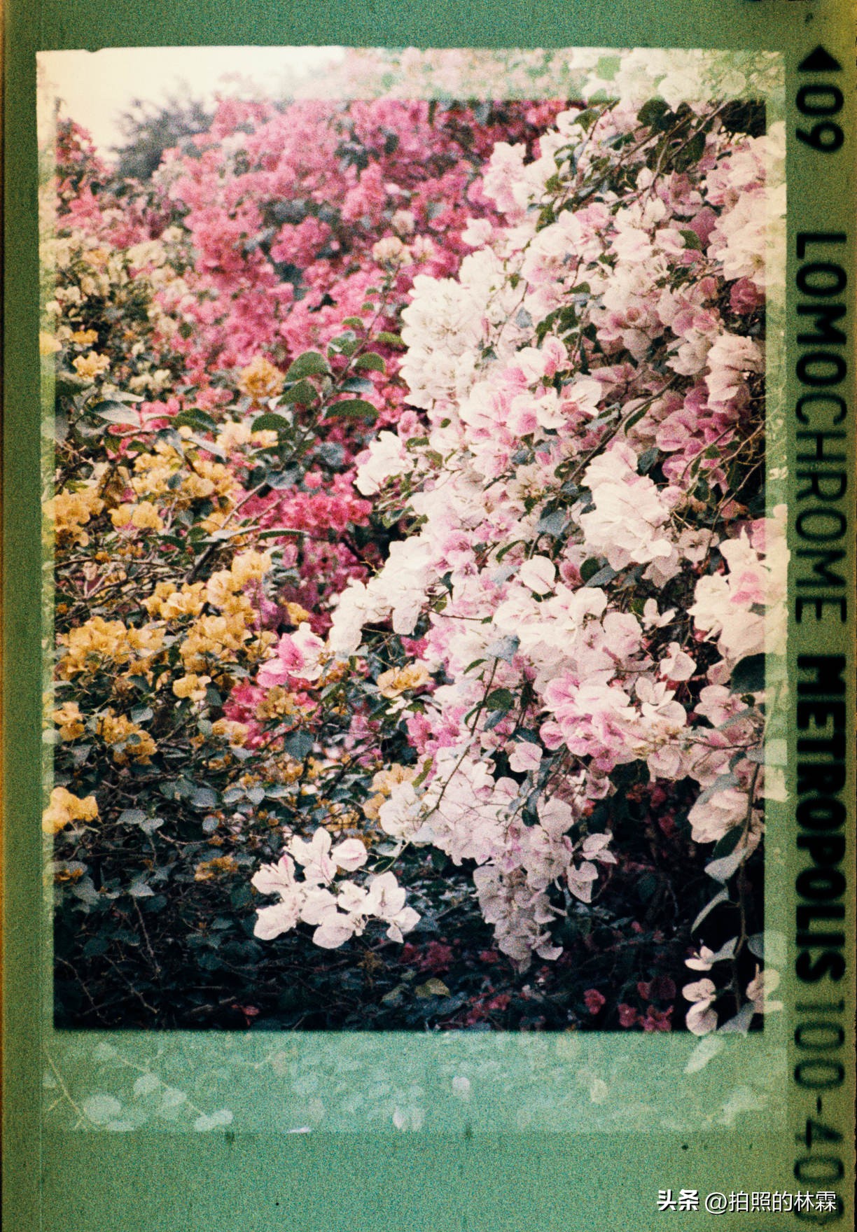 110胶卷/相机保姆级教程/相机选择/胶卷选择/冲扫店铺/实拍样片