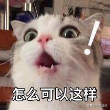 美短棕虎斑成年猫多少钱,美短虎斑猫有白毛领