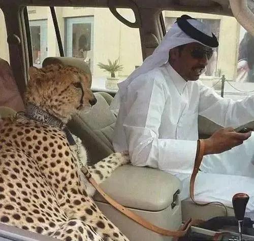 了解卡塔尔这个国家,卡塔尔国家冷知识