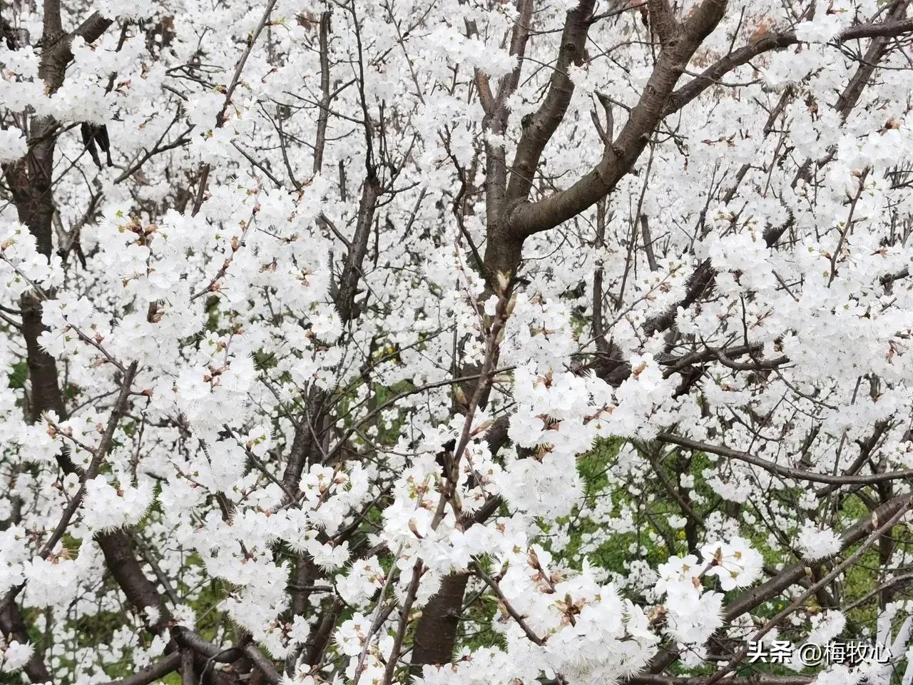 五言律诗咏梅五首,咏梅的最佳诗词七律