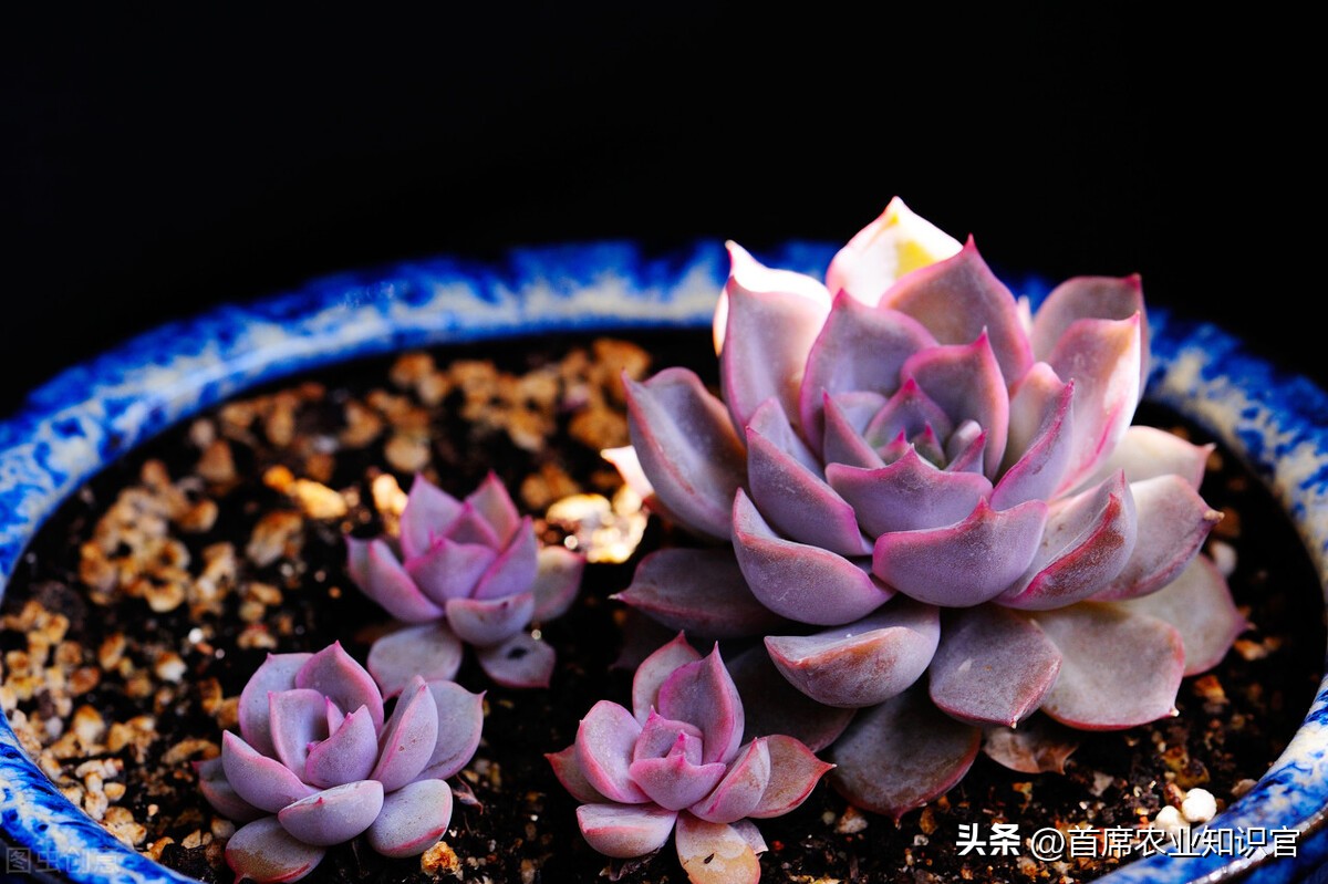 最新型的植物生长调节剂,植物生长调节剂行情