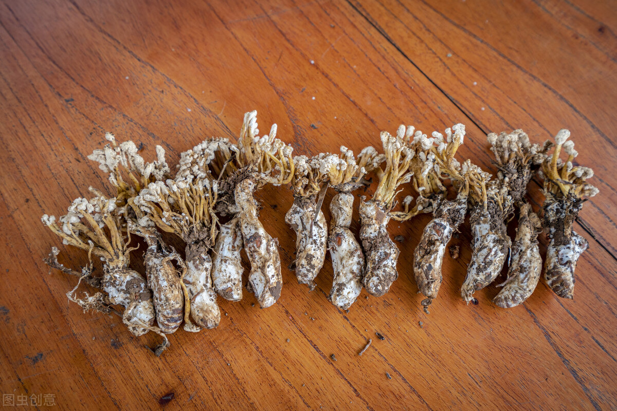 金蝉花粥的功效,金蝉花神仙粥的功效