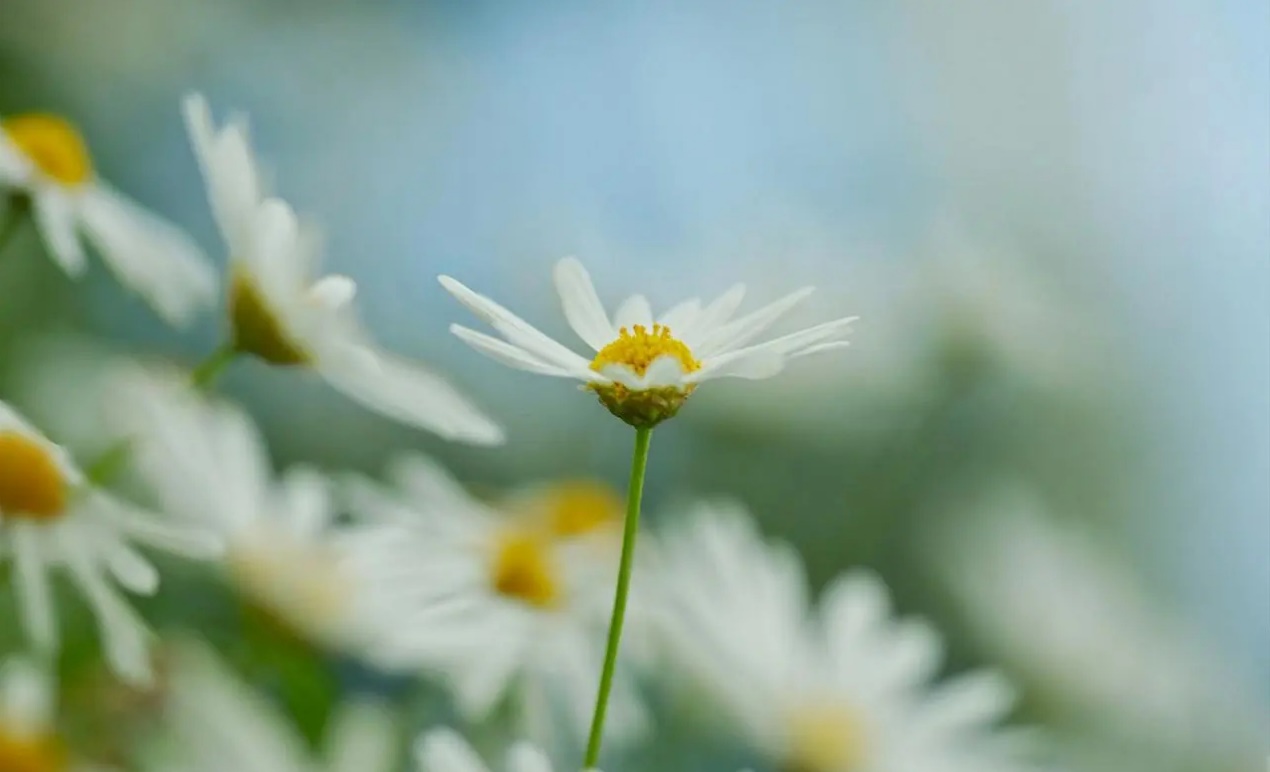 不同类型的人的心态特点,心态好的人都具备这四种品德图