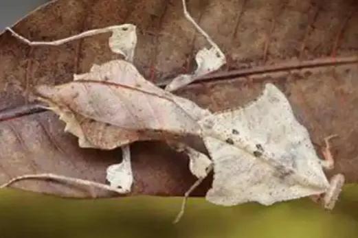 螳螂吃掉自己丈夫的头,螳螂为什么吃掉配偶螳螂吃蛇