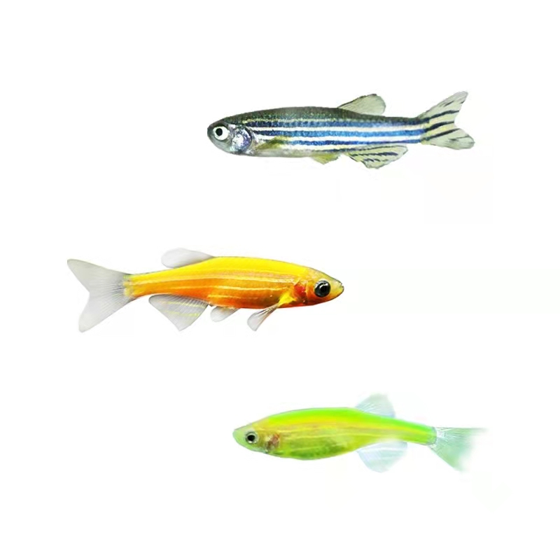 新手养观赏鱼全过程,新手养鱼入门基础教程小观赏鱼