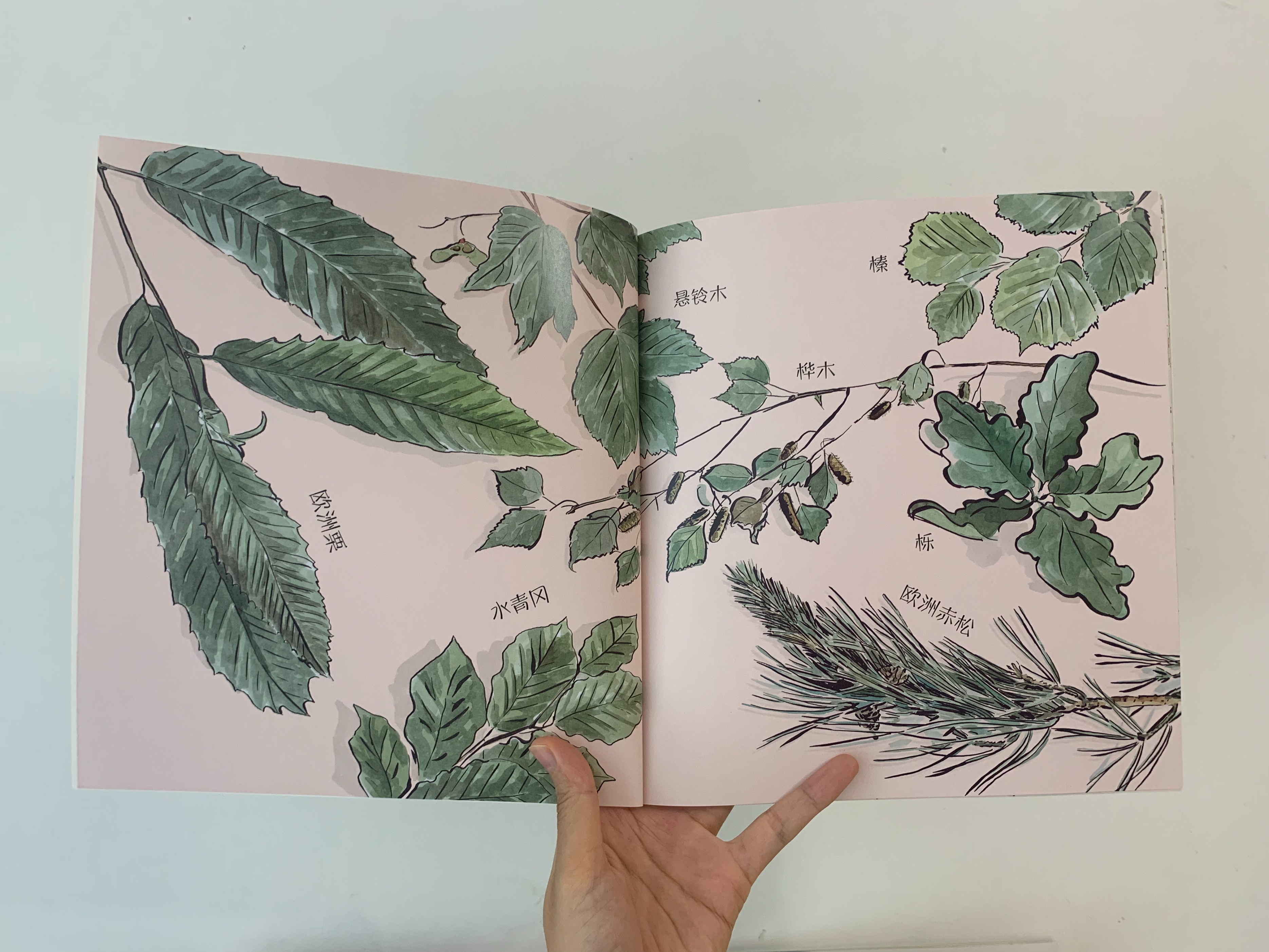 如何启发孩子观察大自然,培养孩子自然观察