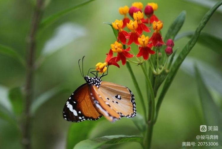 诗词中国135期征稿,诗词中国大赛获奖诗词作品