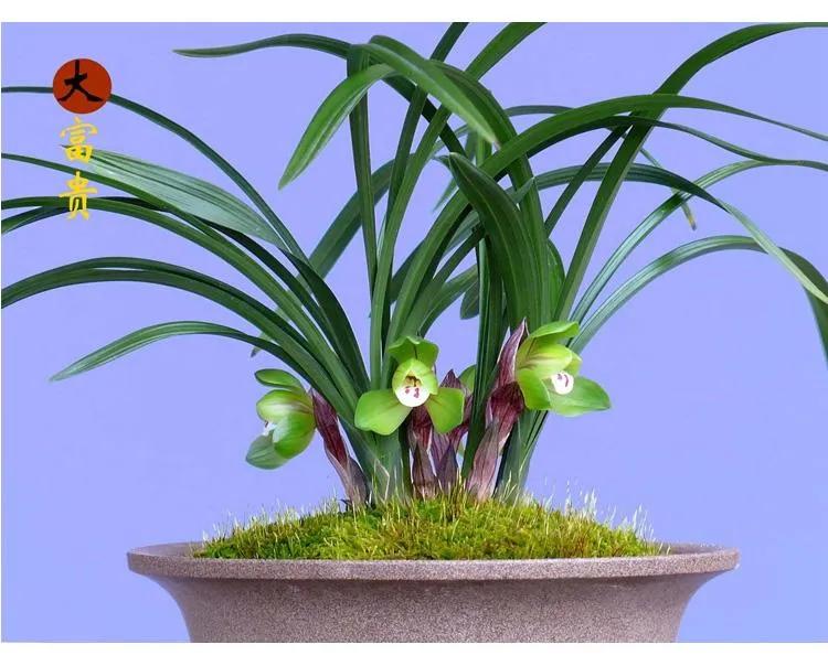 兰花品种大全四川,兰花品种鉴别方法