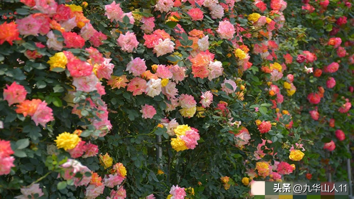 最耐寒的藤本月季哪个品种好 (藤本月季及主要品种详细介绍图解)