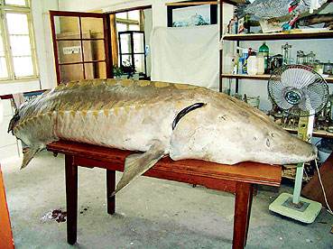 十年禁渔看长江鱼群物种更多样,长江禁渔仅两年就鱼群翻涌