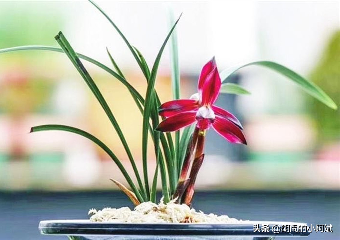 贵州本地兰花有哪些品种,贵州2020年最贵兰花