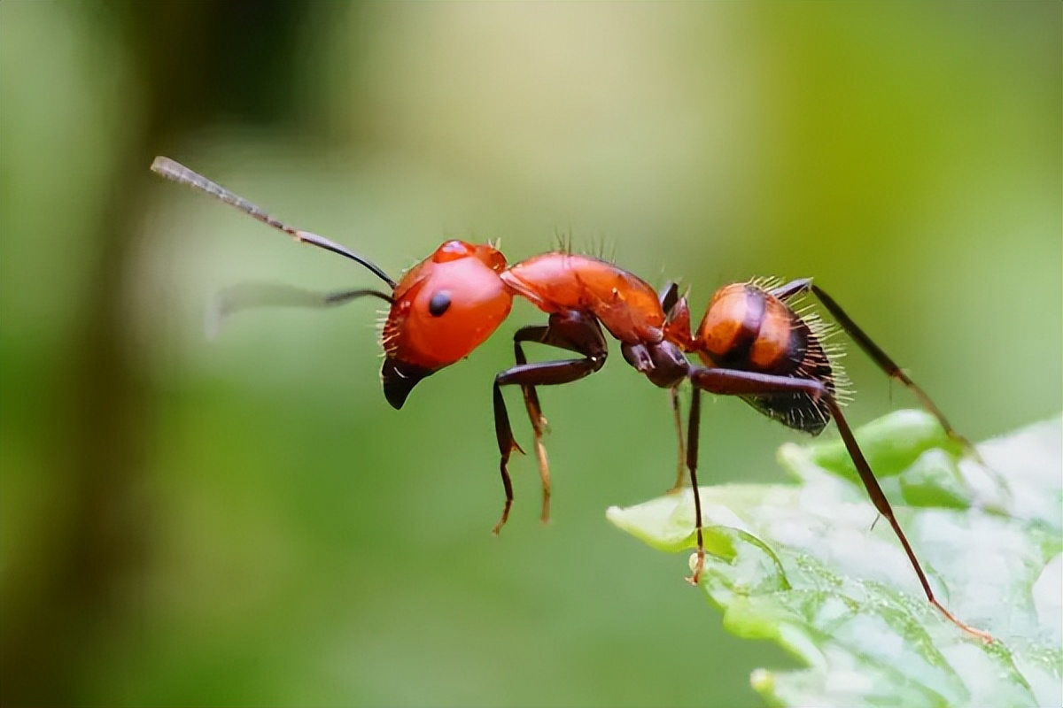 内蒙古科技馆特效影院“观影学科学”系列之《昆虫总动员》