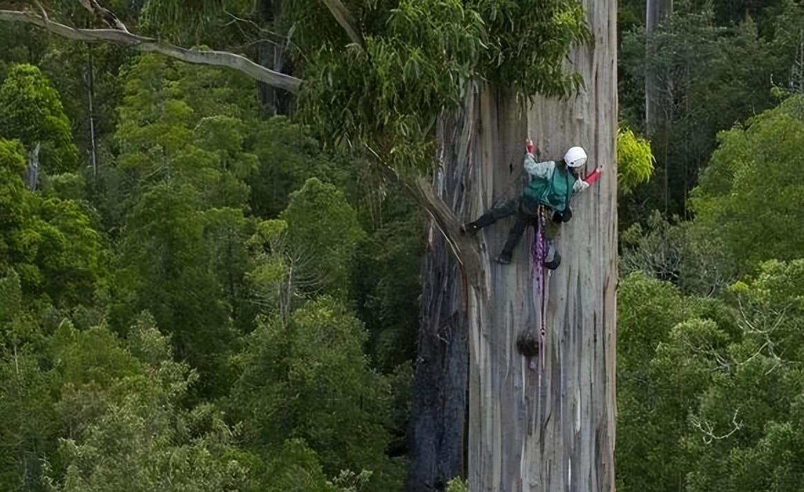 83.2米！中国最高树再创新高！120米真是大树无法越过的“坎”？