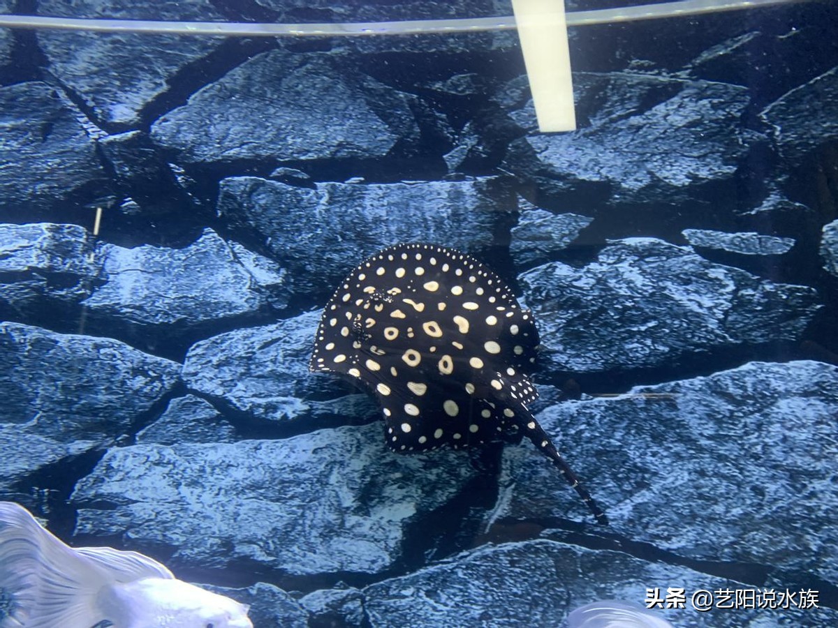 黑白皇冠魟鱼怎么看品相,皇冠魟鱼黑帝魟鱼哪个好养