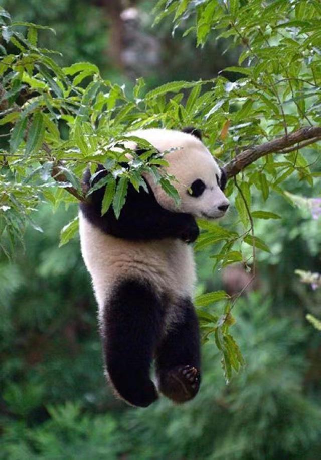 大熊猫丫丫出国前的样子,大熊猫丫丫还有几年回国