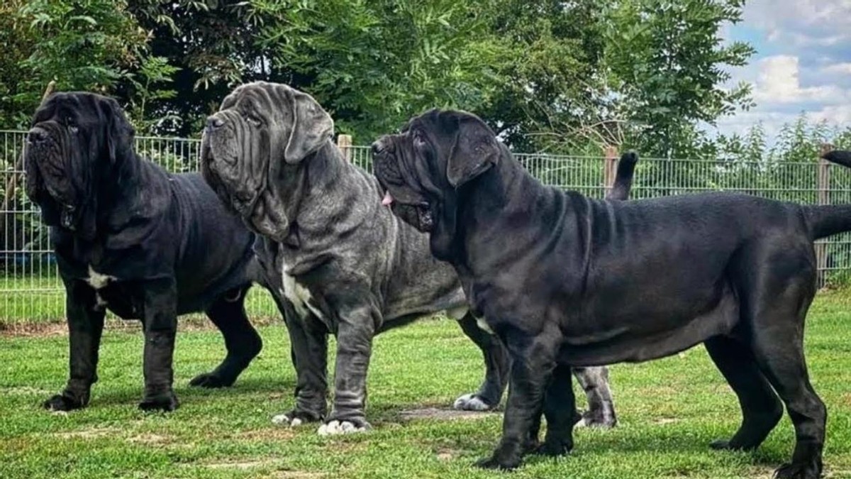 一条狗能有多凶猛？事实超乎你的想象，揭秘臭名昭著的“恶犬”