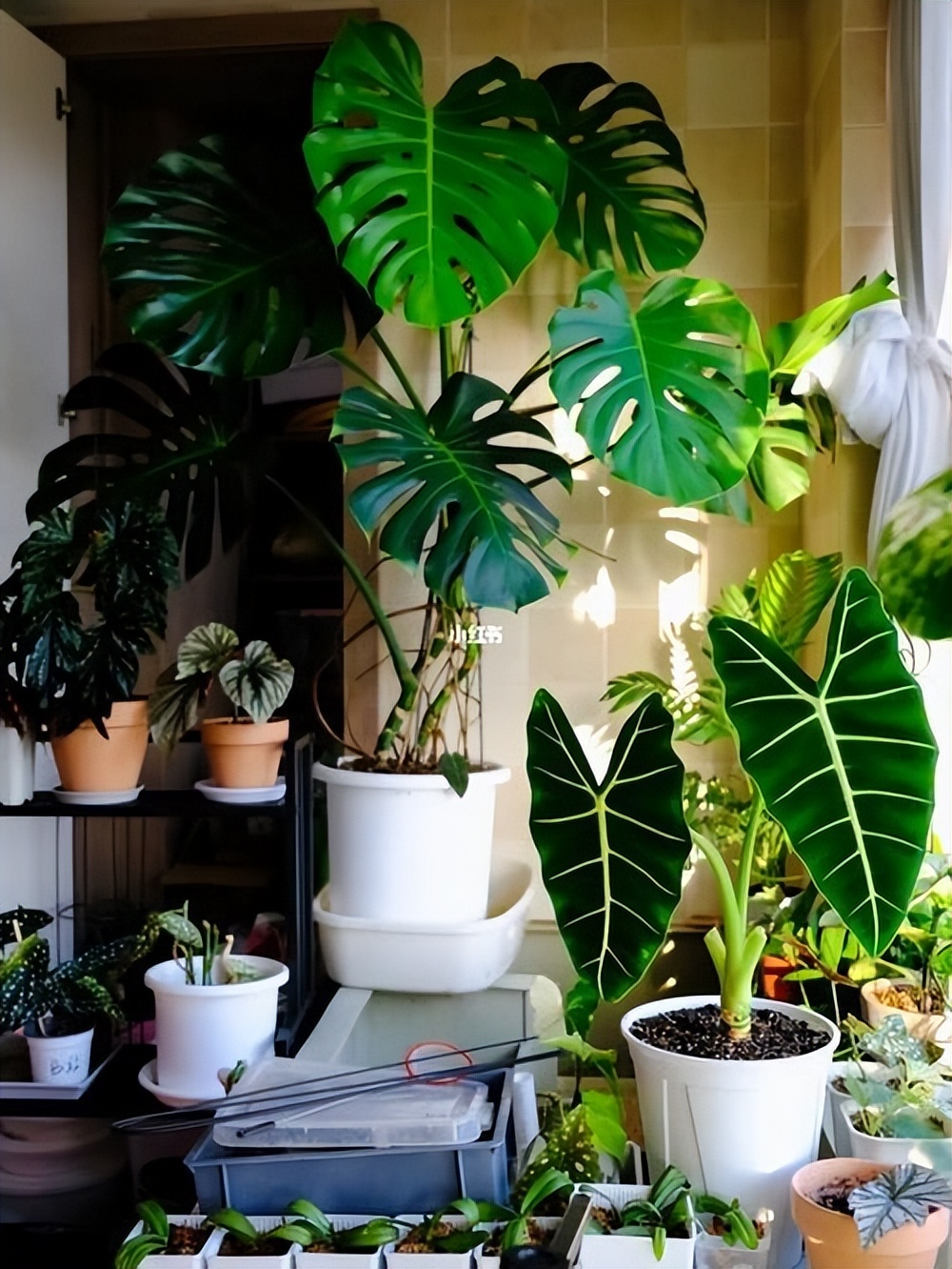 摆在家里最旺的十种花,什么花摆放卧室好养又好看