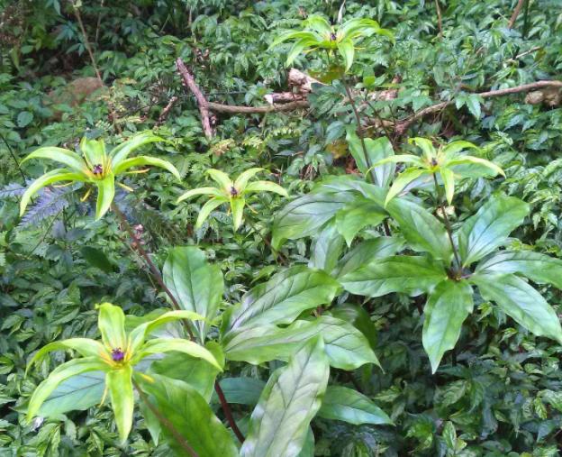 这些年价格飞涨好种的中药材,昂贵的中药材种植