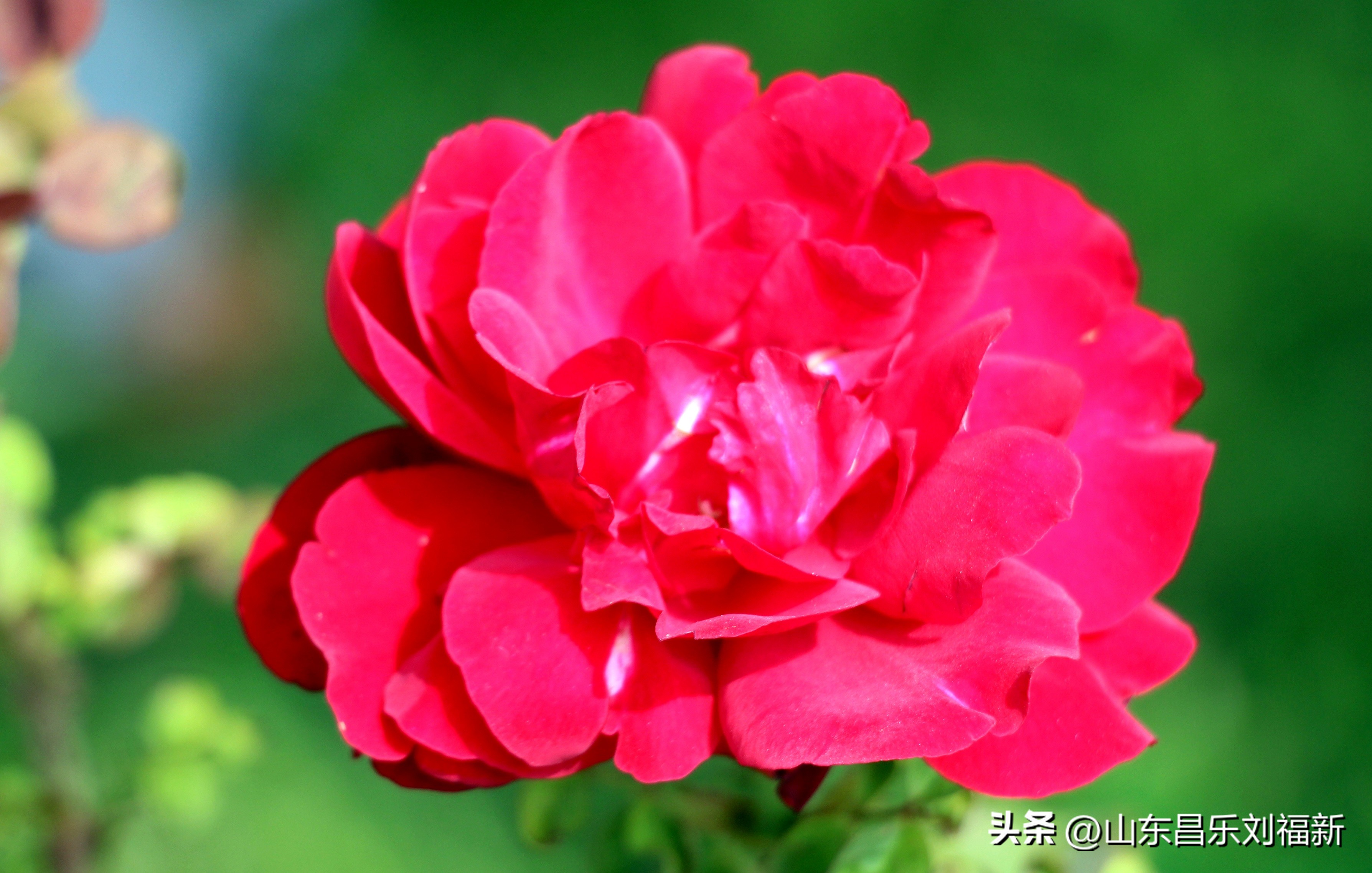 碧水龙庭深圳7栋4单元,顺光风景片拍摄