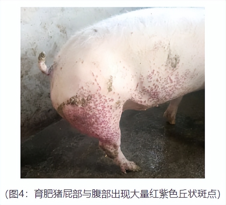 猪身上起红点还有点肿,猪身上起红疙瘩是什么病怎么治