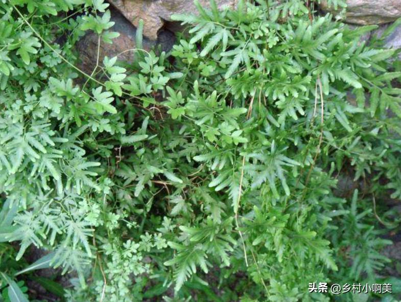 农村排石草药,农村这种野草救过许多人的命
