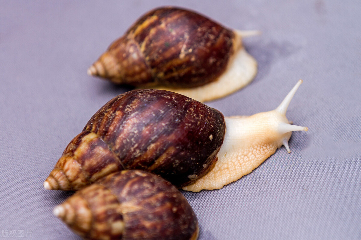 蜗牛养殖的利润及前景分析,白玉蜗牛养殖回收靠谱吗