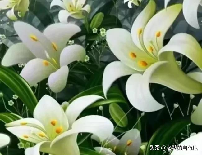 郑州市省实验小学好不好,郑州实验小学