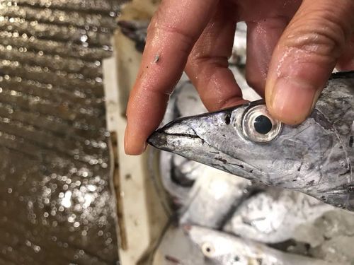 带鱼的“忧虑”:一年出水百万吨,繁荣背后其实暗藏玄机?