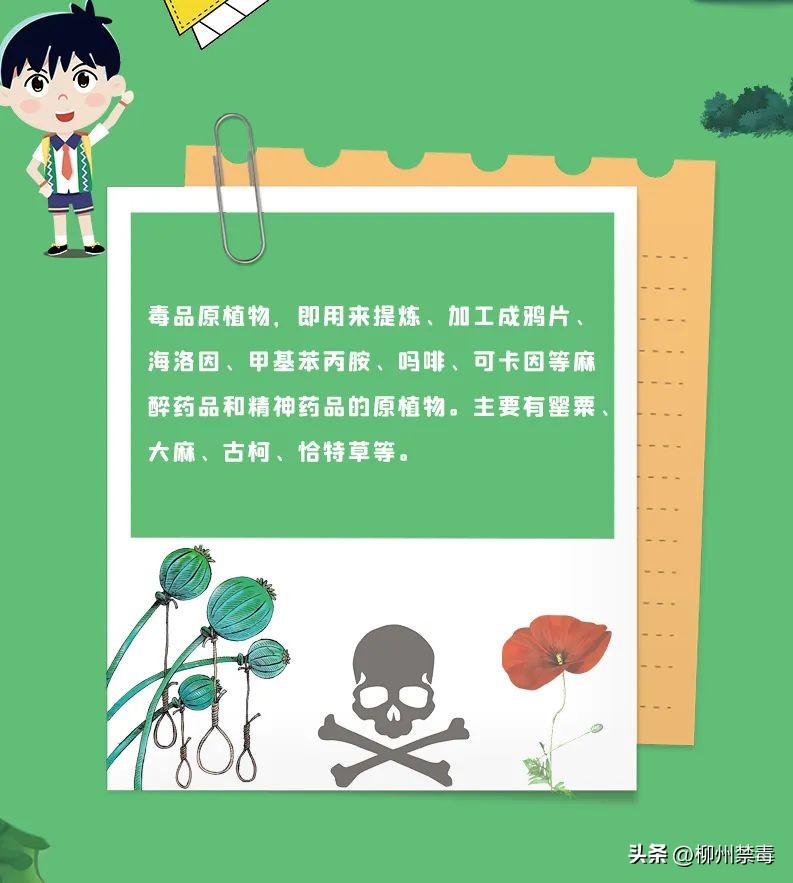 是“毒”还是“菜”？巧用微信“扫一扫”，*品毒**原植物立刻原形毕露！