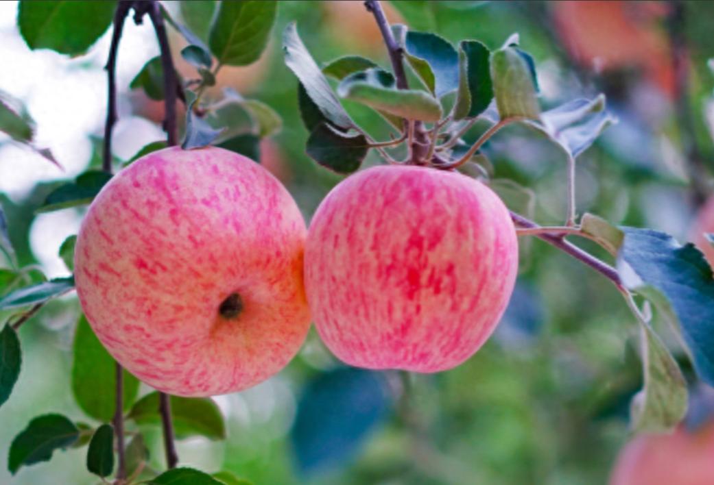 苹果在古代不叫“苹果”，古人取了个很唯美的名字，日本沿用至今