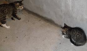 猫咪为啥叼着玩具嚎叫?谷歌569万搜索解密...