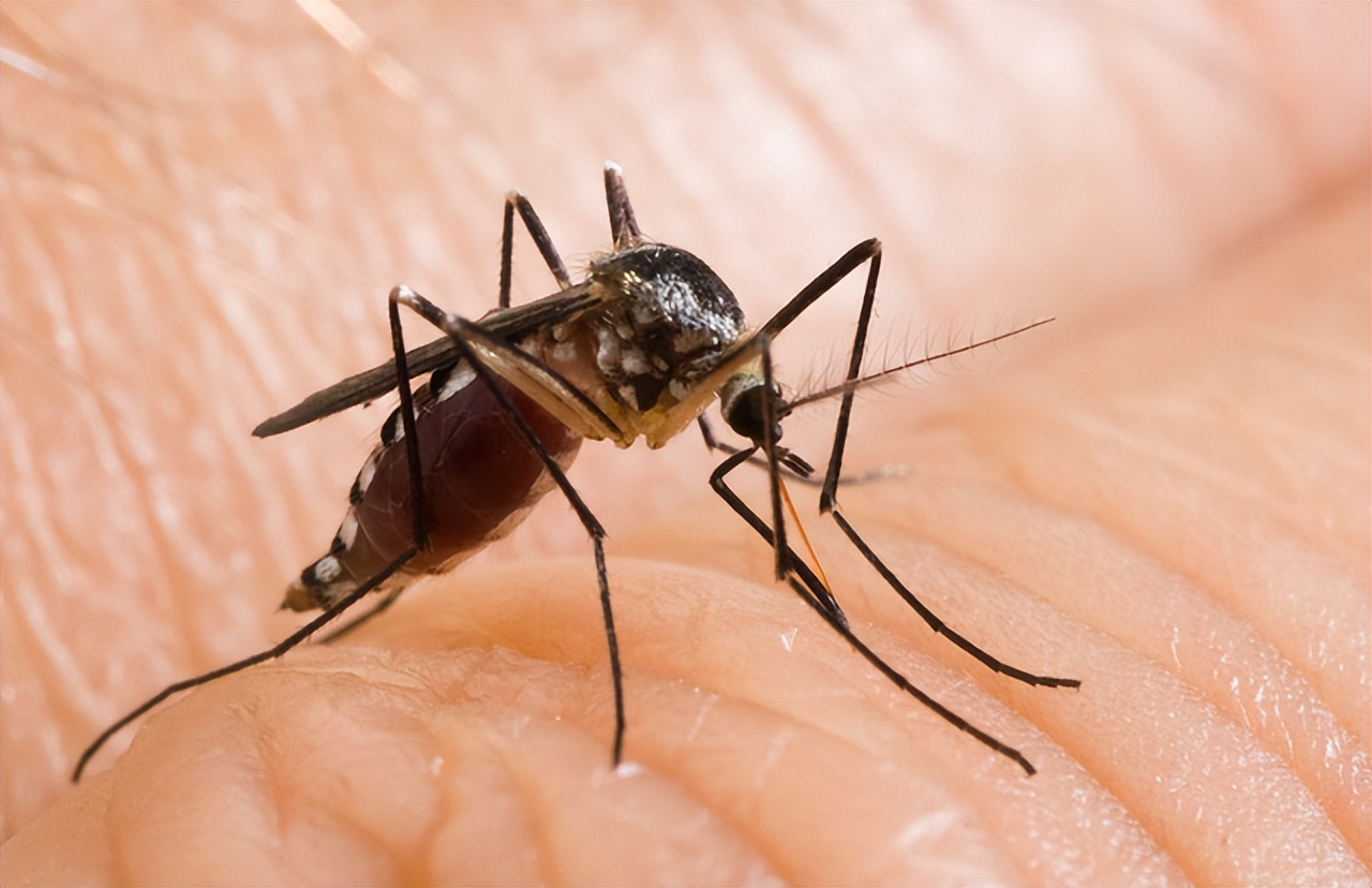 蚊子最怕的3个小妙招,快速让蚊子消失这小技巧