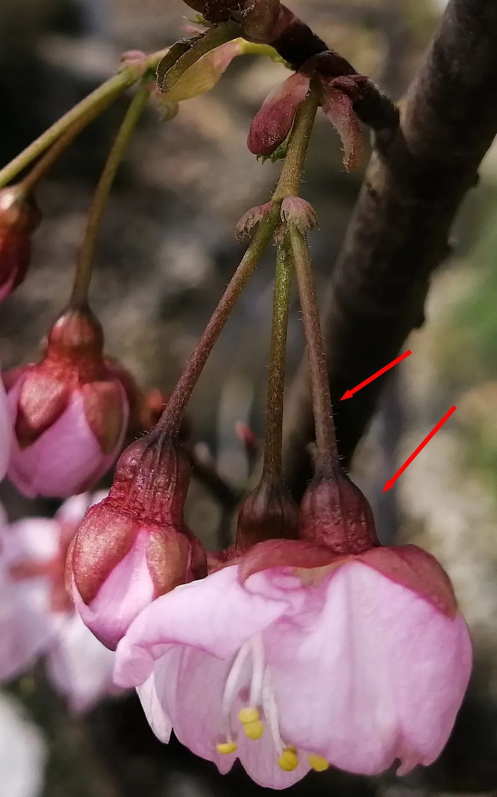 初春河津樱花图片大全,河津樱花品种大全