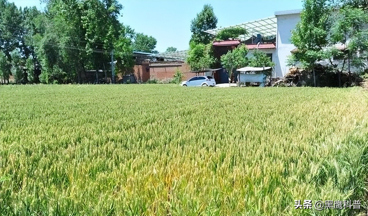 割青麦事件感想,割青麦做青饲料事件