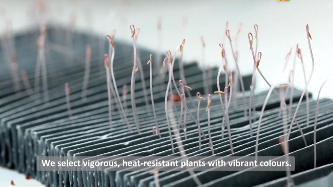 娉曞浗鑾幈灏斾粰瀹㈡潵鍝佺,鑾幈灏斾粰瀹㈡潵